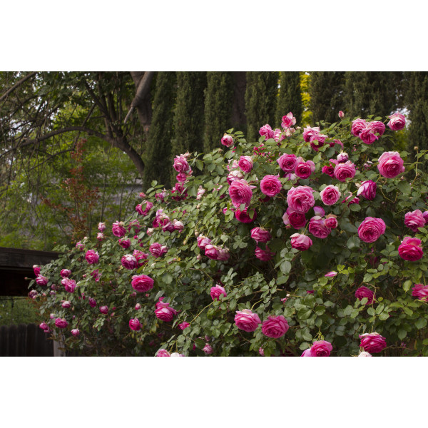 Pink EDEN ROSE® Margaret Mae